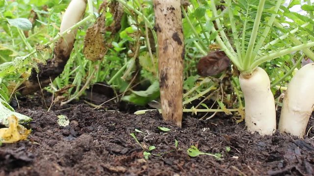Hand gardener pulls ripe daikon radish out of the soil. October