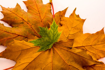 Yellow maple leaves lie on each other.
