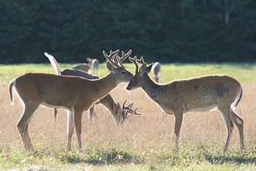 Three Whitetail Deer Bucks