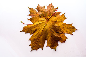 Yellow maple leaves lie on each other.
