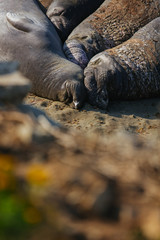 Elephant Seals | Big Sur