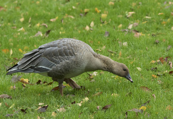 Pink-footed Goose