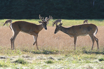 Two Whitetail Deer Bucks