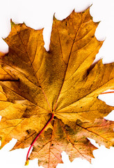 Yellow maple leaves lie on each other.
