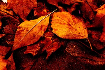Leaves lie on each other. On the leaves drop of water.
