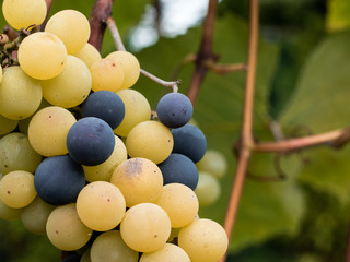Green and black grapes ready for harvest and winemaking