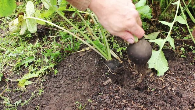 Gardener pulls ripe radish out of the soil. October