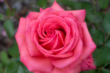 Close up of a big pink rose