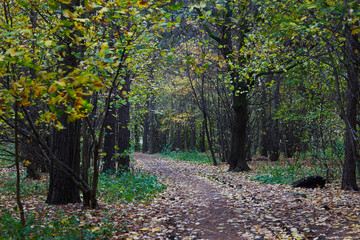 falling leaves in autumn forest
