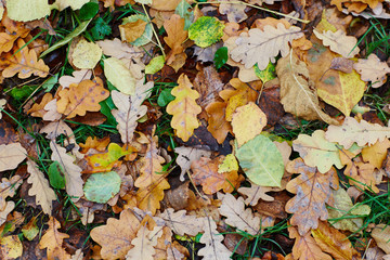 colorfull falling leaves in autumn