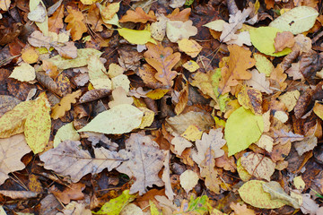 colorfull falling leaves in autumn