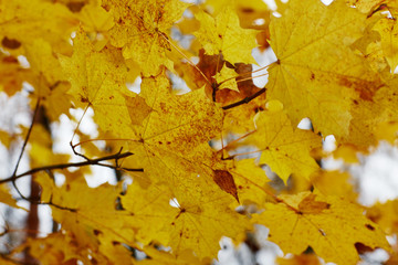 Naklejka na ściany i meble colorfull falling leaves in autumn