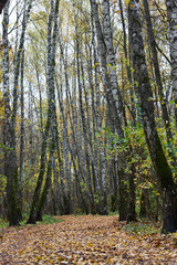falling leaves in autumn forest