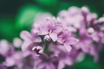 Obraz na płótnie Canvas Branch of lilac flowers with green leaves, floral natural vintage hipster background, soft focus