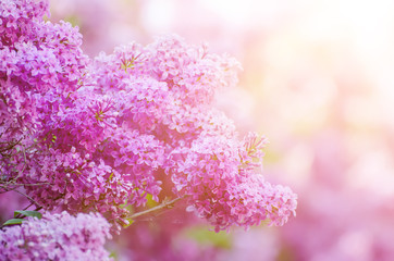 Branch of lilac flowers with the leaves, macro image with sunshine