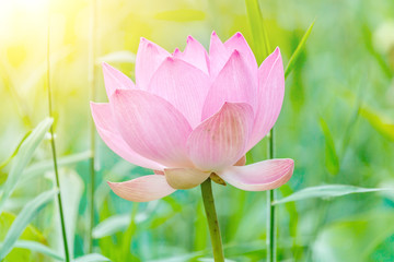 Fototapeta premium Lotus flower and Lotus flower plants