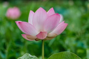 Lotus flower and Lotus flower plants