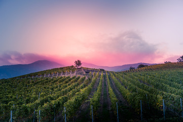 Fototapeta na wymiar vineyard at autumn sunset