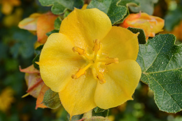 Fototapeta premium California Glory, Fremontodendron, single flower viewed from above, in nature in California