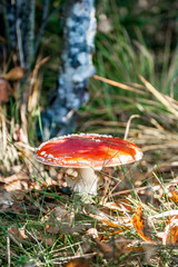 Fliegenpilz