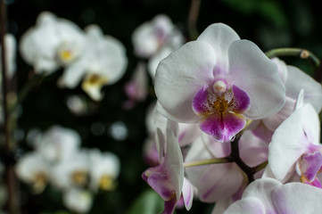 Naklejka na ściany i meble white pink orchid,white orchid on green, white orchids pink lines,natural flowers