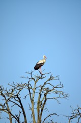 lone stork in tree