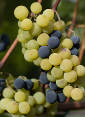 Green and black grapes ready for harvest and winemaking