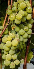 Green grapes ready for harvest and winemaking