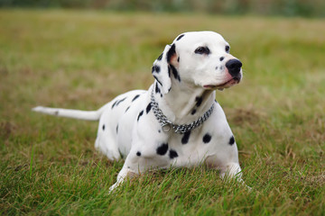 Dalmatian dog lying outdoors on a green grass in a field