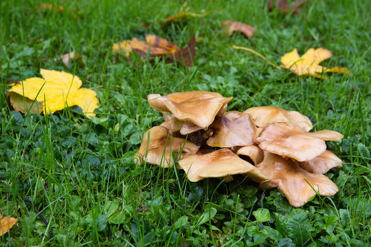 Nameko Mushroom (Kuehneromyces mutabilis) in the rain