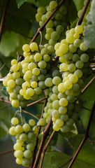 Green grapes ready for harvest and winemaking