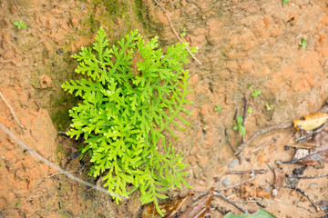 colorful of leaf,flower from garden after rain,cold weather,green leaf under big tree