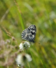 butterfly on flower