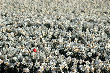 Lone Red Flower, Netherlands
