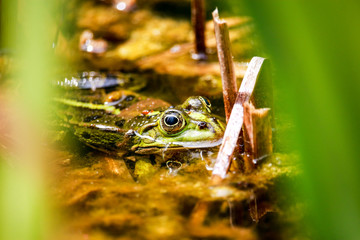 Frosch im Gartenteich