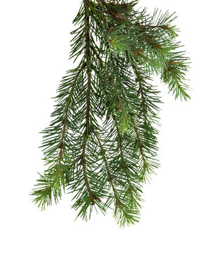 Fir tree isolated without shadow. Decor elements.