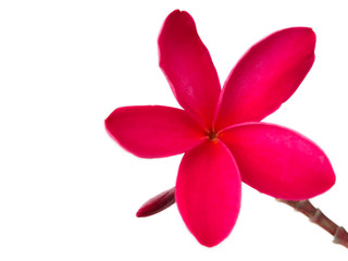 Red frangipani (plumeria) flowers on white background