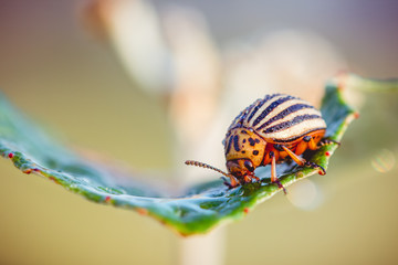 Colorado Beetle close up