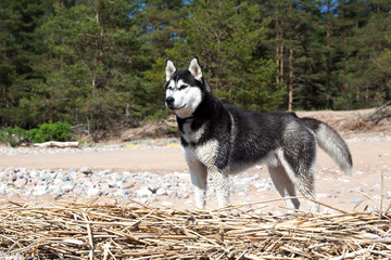 Dog Siberian Husky on a sandy beach