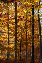 Herbstlicher Wald mit Sonnenstrahlen