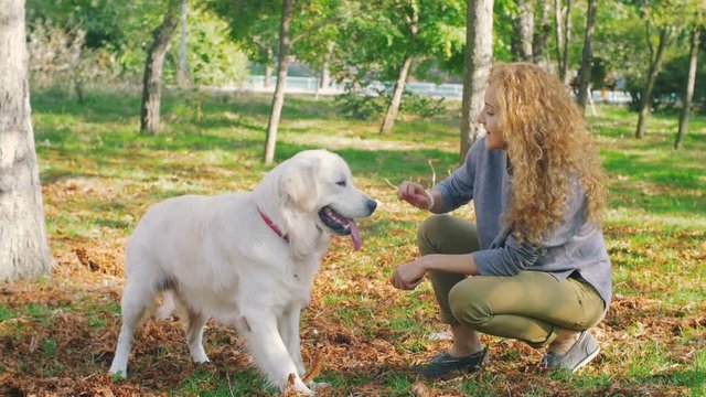 Young female training and playing with labrador retriever dog in park, slow motion