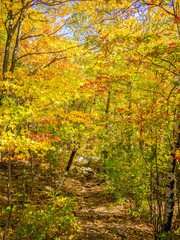 Trail in the autumn forest