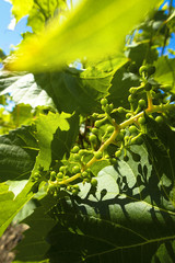 Wine Grapes Ontario