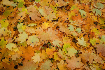 Naklejka na ściany i meble Yellow and orange fallen mapleleaves. The sheets are lying randomly on the ground. The natural texture. For design