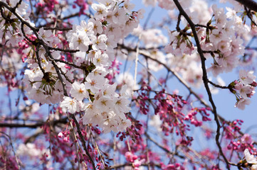 垂れ桜と染井吉野