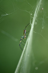 ナガコガネグモ