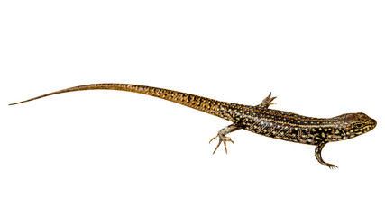 Brown and yellow Eastern Water Skink,Eulamprus quoyii, isolated on white background. from Australia, isolated on white background