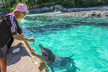 Naklejka premium Young woman feeds a smiling dolphin in a water.