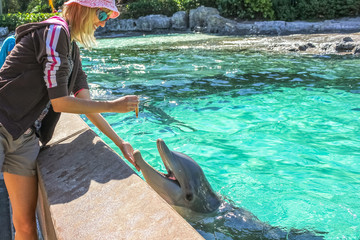 Smiling woman feeds a dolphin in a water.
