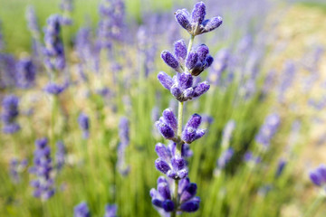 Naklejka premium Lavender close up Prince Edward County